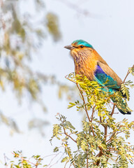 A Indian Roller