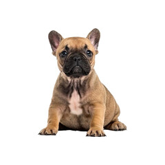 french bulldog puppy png