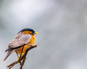 A brahminy Starling