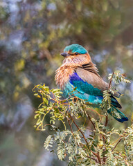 A Indian Roller
