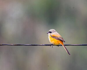 A Long tail Shrike
