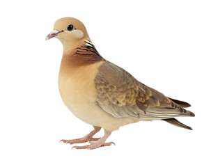 Fototapeta premium Stunning Pigeon in Natural Hues - A Captivating Bird Portrait , isolated on white background PNG