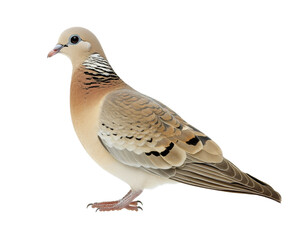 Fototapeta premium A Stunning Close-Up of a Pigeon in Natural Habitat , isolated on white background PNG