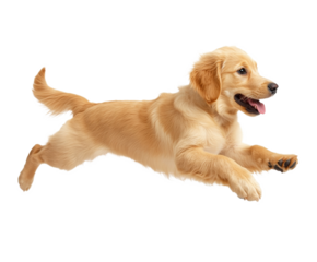 Adorable Golden Retriever Puppy Jumping , isolated on white background PNG