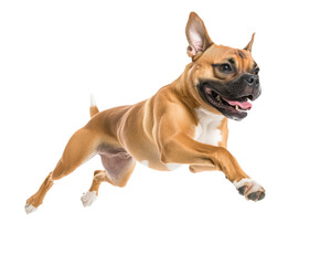 Obraz premium Boxer Dog in a Dynamic Leap - A Majestic Canine in Action , isolated on white background PNG