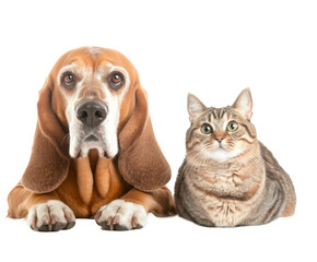 Dog and Cat Companionship: A heartwarming image of a dog and cat together , isolated on white...