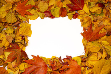 A white background with a frame of autumn leaves