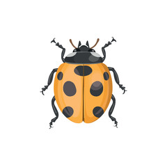 yellow ladybug insect. Realistic ladybug  on white background. Top view. Vector.