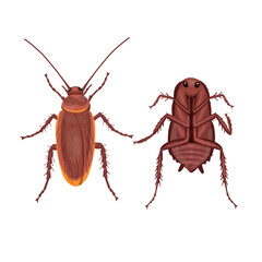 live and dead red cockroach. Red cockroach insect. Realistic Red cockroach  on white background. Top view. Vector.