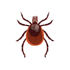 Mite  insect. Realistic Mite on whit background.