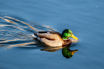 M&auml;nnliche Stockente mit gr&uuml;nem Kopf im klaren Wasser