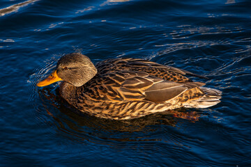 Nahaufnahme einer weiblichen Stockente im ruhigen Wasser