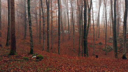 Fototapeta premium Autumn seasonal red foggy forest landscape.