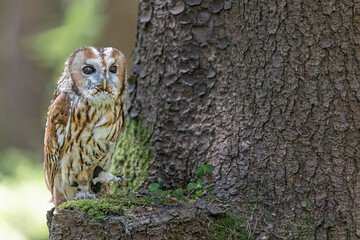 Tawny owl is sitting on a tree branch.  There is enough free space for your use in the...