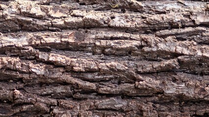 Brown Tree Trunk Texture Background