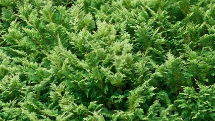 Ornamental Tree Green Nature Texture Background