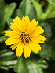 beautiful yellow flower in the garden