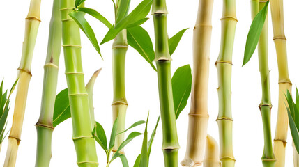 bamboo