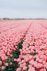 Pink tulips