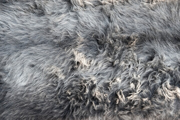 Closeup of grey fur texture for background