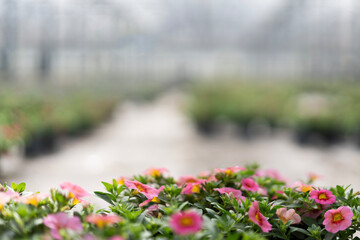 Closeup of pink flowers in greenhouse setting