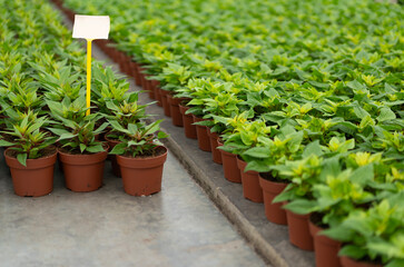 Neatly aligned potted plants with green foliage and tag
