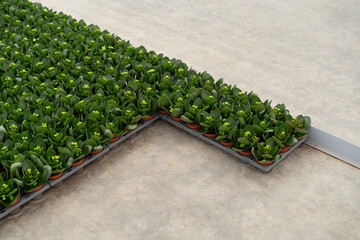 Top view of arranged green potted plants indoors
