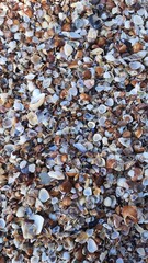 praia com conchinhas em itanhanhém, são paulo 