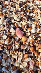 praia com conchinhas em itanhanh&eacute;m, s&atilde;o paulo 