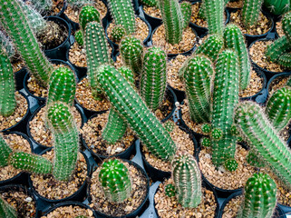 The photo capturing a single green banyan leaf in a lined pot evokes a sense of simplicity and a connection to the resilience of nature's individual elements.