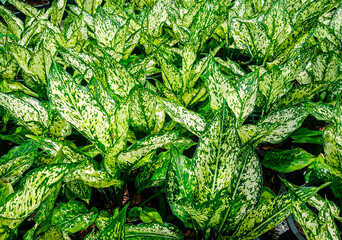 The photo capturing a single green banyan leaf in a lined pot evokes a sense of simplicity and a connection to the resilience of nature's individual elements.