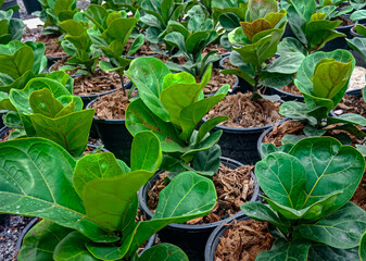 The photo capturing a single green banyan leaf in a lined pot evokes a sense of simplicity and a connection to the resilience of nature's individual elements.