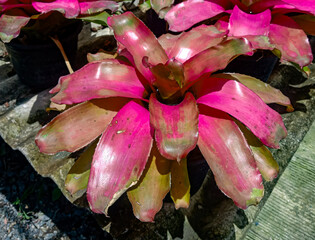 The photo capturing a single green banyan leaf in a lined pot evokes a sense of simplicity and a connection to the resilience of nature's individual elements.