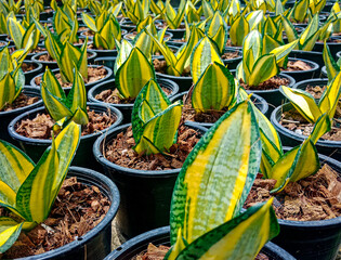 The photo capturing a single green banyan leaf in a lined pot evokes a sense of simplicity and a connection to the resilience of nature's individual elements.