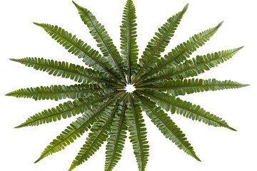 Fototapeta premium Stunning Circular Fern Leaf Arrangement