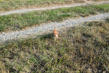 Small, abandoned yellow kitten is walking crossing the country road, heading towards the camera