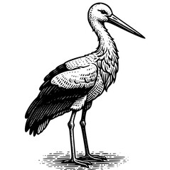 Stork