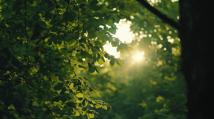 Fototapeta premium Scenic Forest with Sun Rays Through Fresh Green Deciduous Trees and Lush Foliage