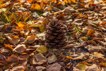 large pine cone nestled among a carpet of colorful fallen leaves