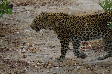 Female Leopard strolling through Khwai Region in Okavango Delta
