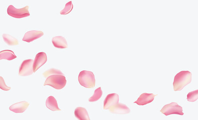 Red rose and cherry blossom falling sakura petals on fake transparent background, isolated special effect. Vector illustration in eps format. Elements for Valentine's Day, Mother's Day, March 8. Love.