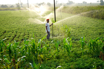 Indian farmer working in green chickpea garden