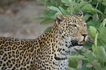 Female Leopard strolling through Khwai Region in Okavango Delta