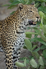 Female Leopard strolling through Khwai Region in Okavango Delta