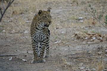 Female Leopard strolling through Khwai Region in Okavango Delta