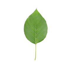 A vibrant green leaf isolated on a white background, showcasing nature's beauty., isolated on a transparent background.