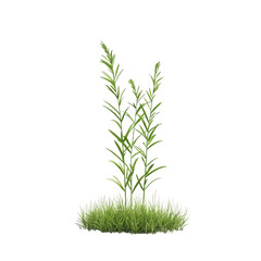 Fototapeta premium A vibrant green plant growing lushly in a small patch of grass., isolated on a transparent background.