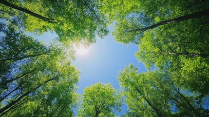 Fototapeta premium Green leaves dance gently in the breeze as sunlight filters through the treetops, creating a serene forest atmosphere