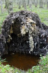 Roots of the falling tree after storm in birch grove in the spring