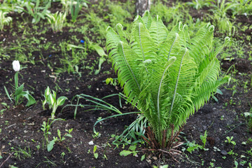 Green fern